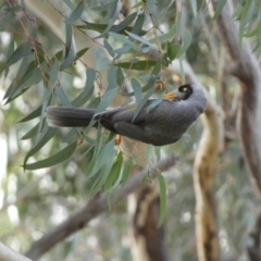 Manorina melanocephala (Noisy Miner) at Queanbeyan River - 11 Jul 2022 by Steve_Bok