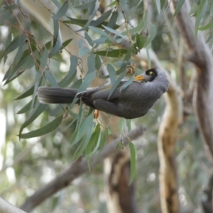 Manorina melanocephala at Queanbeyan East, NSW - 11 Jul 2022 04:04 PM