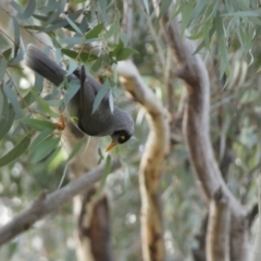 Manorina melanocephala at Queanbeyan East, NSW - 11 Jul 2022 04:04 PM