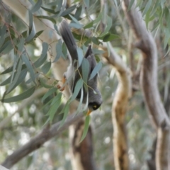 Manorina melanocephala at Queanbeyan East, NSW - 11 Jul 2022