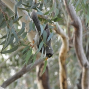 Manorina melanocephala at Queanbeyan East, NSW - 11 Jul 2022 04:04 PM