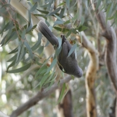 Manorina melanocephala at Queanbeyan East, NSW - 11 Jul 2022