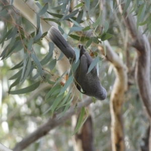 Manorina melanocephala at Queanbeyan East, NSW - 11 Jul 2022 04:04 PM