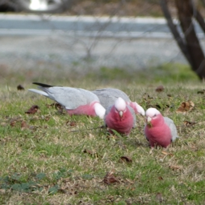 Eolophus roseicapilla (Galah) at Queanbeyan River - 11 Jul 2022 by Steve_Bok