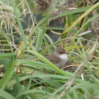 Malurus cyaneus (Superb Fairywren) at Queanbeyan, NSW - 11 Jul 2022 by Steve_Bok