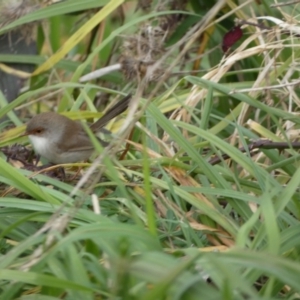 Malurus cyaneus at Queanbeyan, NSW - 11 Jul 2022