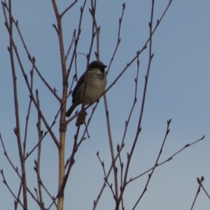 Passer domesticus at Queanbeyan, NSW - 11 Jul 2022