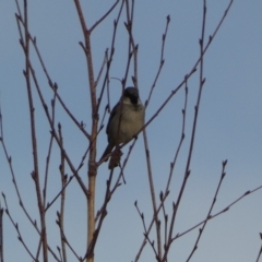 Passer domesticus at Queanbeyan, NSW - 11 Jul 2022 04:46 PM