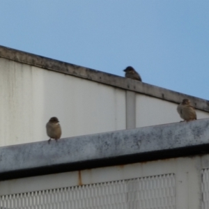 Passer domesticus at Queanbeyan, NSW - 11 Jul 2022 04:46 PM