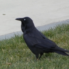 Corvus coronoides (Australian Raven) at Queanbeyan, NSW - 11 Jul 2022 by SteveBorkowskis