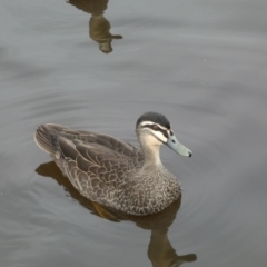 Anas superciliosa (Pacific Black Duck) at Queanbeyan, NSW - 11 Jul 2022 by SteveBorkowskis