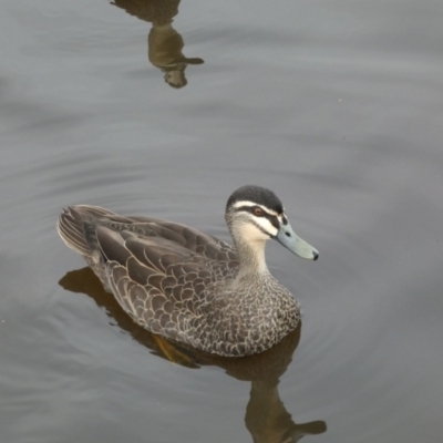 Anas superciliosa (Pacific Black Duck) at QPRC LGA - 11 Jul 2022 by Steve_Bok