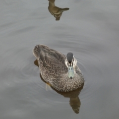 Anas superciliosa at Queanbeyan, NSW - 11 Jul 2022 04:59 PM