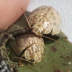 Paropsis atomaria (Eucalyptus leaf beetle) at Evatt, ACT - 28 Jun 2022 by AlisonMilton