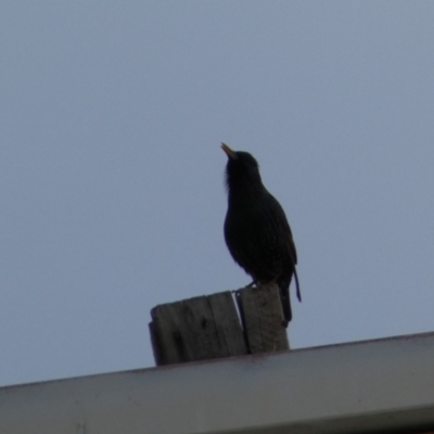 Sturnus vulgaris (Common Starling) at Queanbeyan, NSW - 11 Jul 2022 by SteveBorkowskis