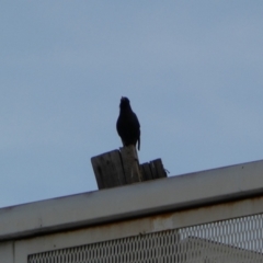 Sturnus vulgaris at Queanbeyan, NSW - 11 Jul 2022