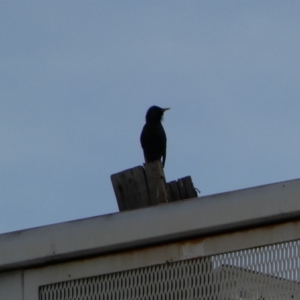 Sturnus vulgaris at Queanbeyan, NSW - 11 Jul 2022