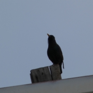 Sturnus vulgaris at Queanbeyan, NSW - 11 Jul 2022