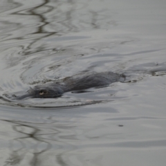 Ornithorhynchus anatinus (Platypus) at QPRC LGA - 11 Jul 2022 by Steve_Bok