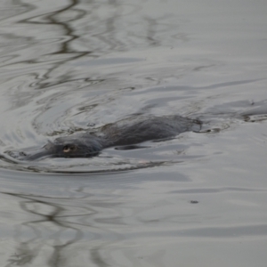 Ornithorhynchus anatinus at Queanbeyan, NSW - 11 Jul 2022