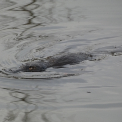 Ornithorhynchus anatinus (Platypus) at Queanbeyan, NSW - 11 Jul 2022 by SteveBorkowskis