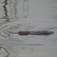 Ornithorhynchus anatinus at Queanbeyan, NSW - 11 Jul 2022