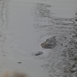 Ornithorhynchus anatinus at Queanbeyan, NSW - 11 Jul 2022