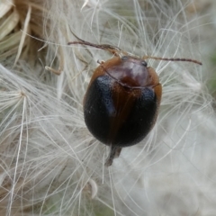 Dicranosterna immaculata (Acacia leaf beetle) at Jindabyne, NSW - 13 Mar 2022 by Amata