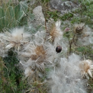 Dicranosterna immaculata at Jindabyne, NSW - 13 Mar 2022