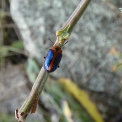 Calomela curtisi (Acacia leaf beetle) at Jindabyne, NSW - 13 Mar 2022 by Birdy