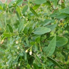 Solanum chenopodioides (Whitetip Nightshade) at Mount Mugga Mugga - 11 Jul 2022 by Mike