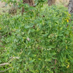 Solanum chenopodioides at Jerrabomberra, ACT - 11 Jul 2022