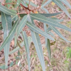 Brachychiton populneus at O'Malley, ACT - 11 Jul 2022 03:41 PM