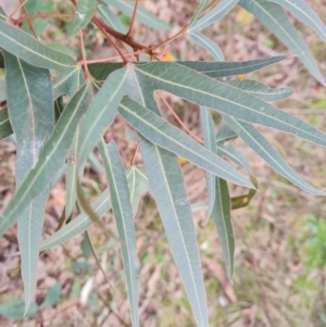 Brachychiton populneus at O'Malley, ACT - 11 Jul 2022 03:41 PM