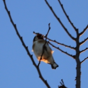 Carduelis carduelis at Goulburn, NSW - 7 Jul 2022 05:57 PM