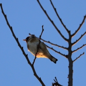 Carduelis carduelis at Goulburn, NSW - 7 Jul 2022 05:57 PM