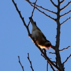 Carduelis carduelis at Goulburn, NSW - 7 Jul 2022 05:57 PM