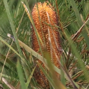 Banksia spinulosa at Goulburn, NSW - 6 Jul 2022