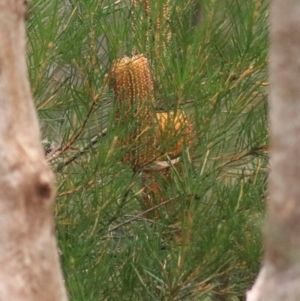 Banksia spinulosa at Goulburn, NSW - 6 Jul 2022