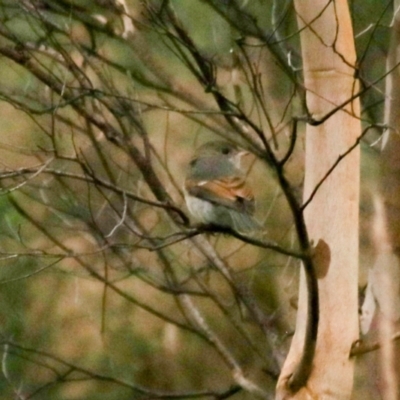 Pachycephala pectoralis (Golden Whistler) at Goulburn, NSW - 6 Jul 2022 by Rixon