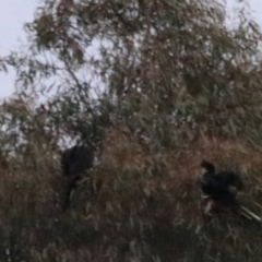 Zanda funerea (Yellow-tailed Black-Cockatoo) at Goulburn, NSW - 5 Jul 2022 by Rixon