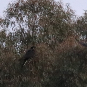 Zanda funerea at Goulburn, NSW - 5 Jul 2022