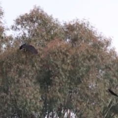 Zanda funerea at Goulburn, NSW - 5 Jul 2022