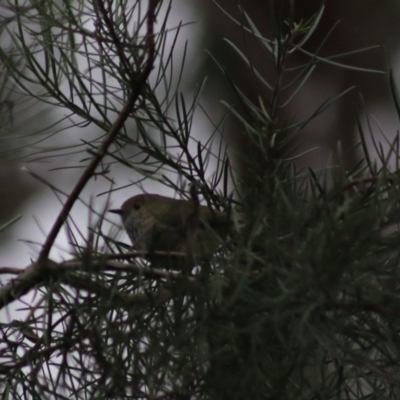 Acanthiza pusilla (Brown Thornbill) at Goulburn, NSW - 6 Jul 2022 by Rixon