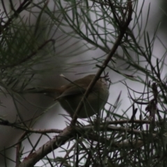 Acanthiza pusilla at Goulburn, NSW - 6 Jul 2022