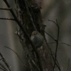 Acanthiza pusilla at Goulburn, NSW - 6 Jul 2022