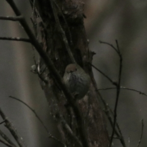 Acanthiza pusilla at Goulburn, NSW - 6 Jul 2022