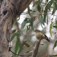 Acanthiza reguloides (Buff-rumped Thornbill) at Goulburn, NSW - 6 Jul 2022 by Rixon