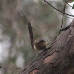 Acanthiza reguloides at Goulburn, NSW - 6 Jul 2022