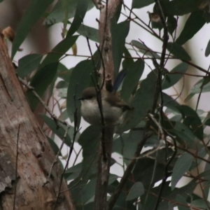 Malurus cyaneus at Goulburn, NSW - 6 Jul 2022 04:26 PM